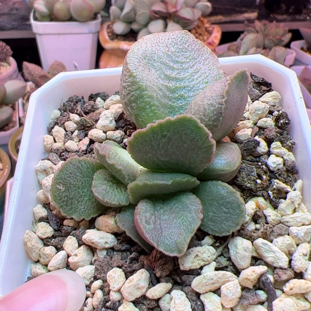 一物一拍感谢大家的支持