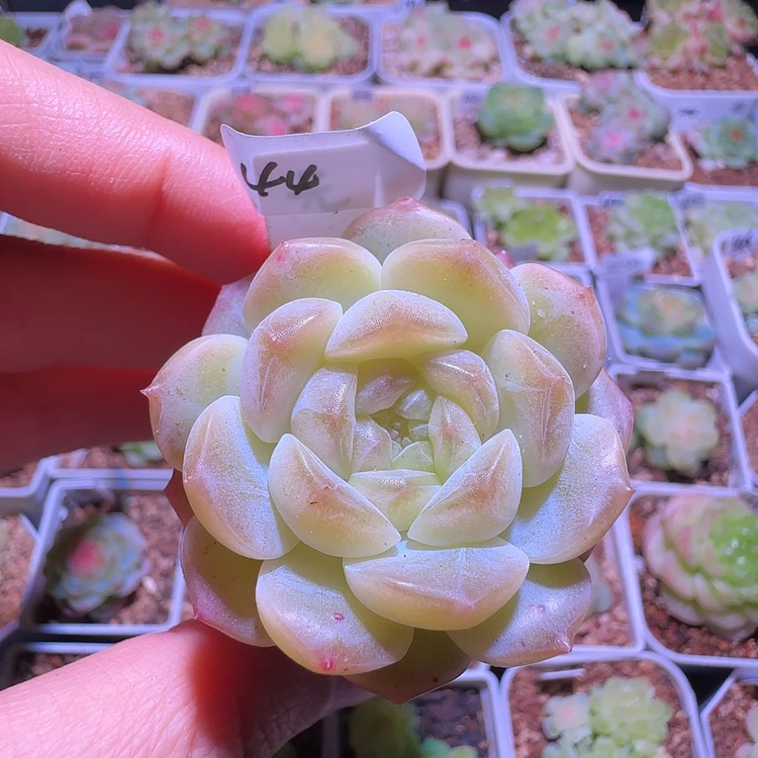 44福利无尽灯单头