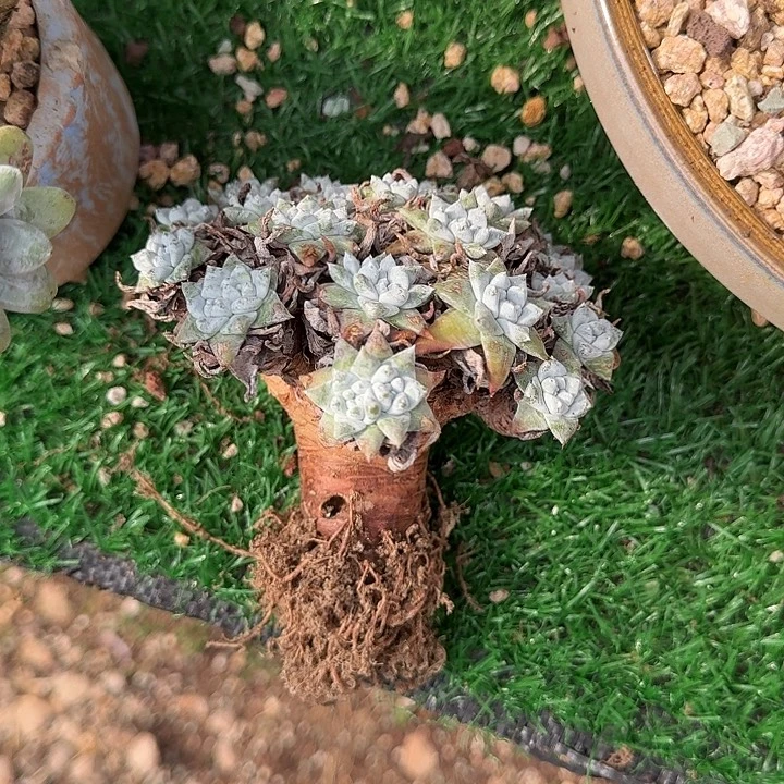 白雪仙女杯老桩zz