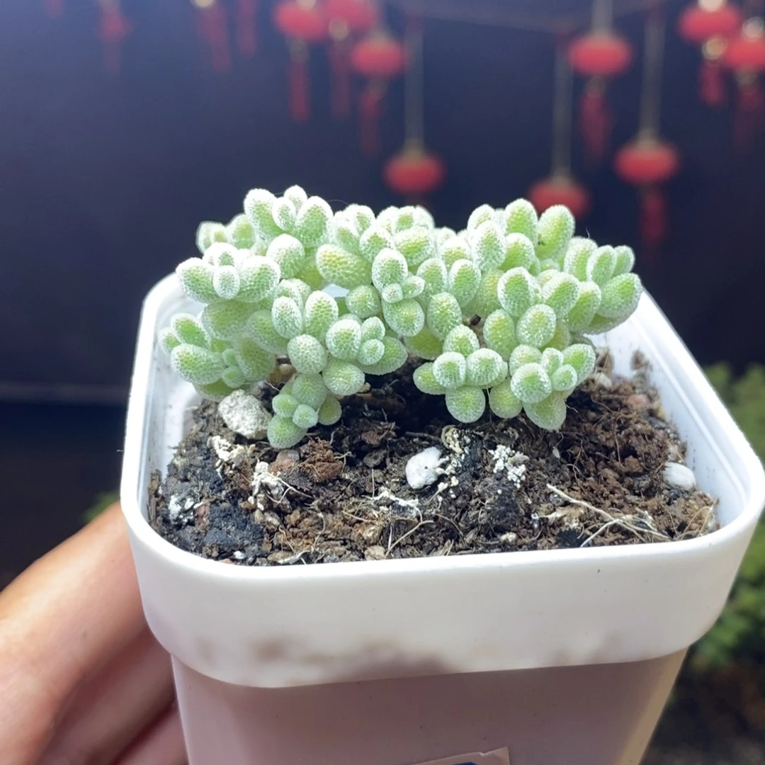 珺***^无花朵31号优选冰晶枝干