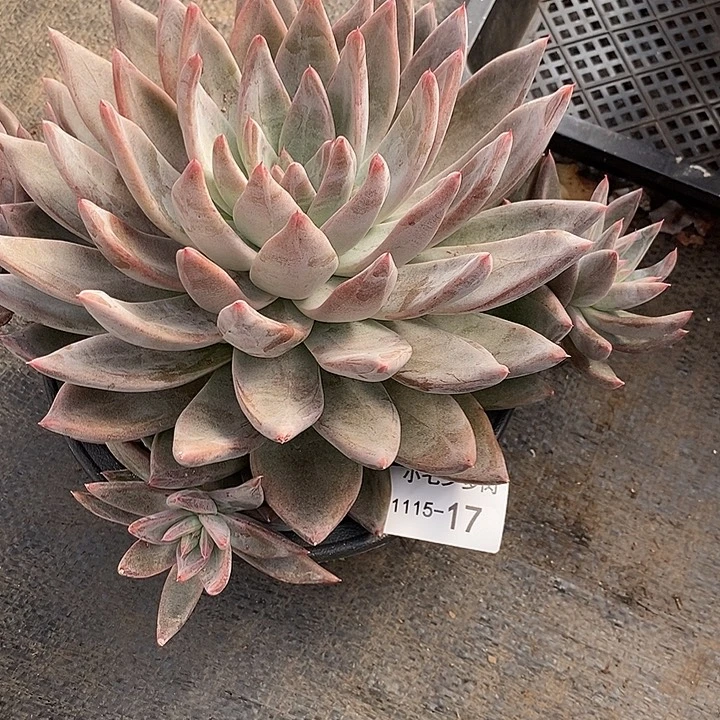 夏****小七夕多肉圣徒17