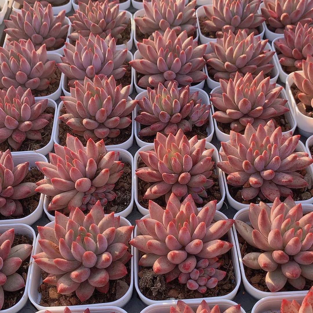 红体虞美人355777889999