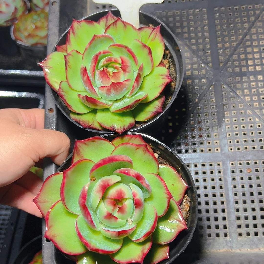 讨***葱小惊鸿仙子两颗2041号