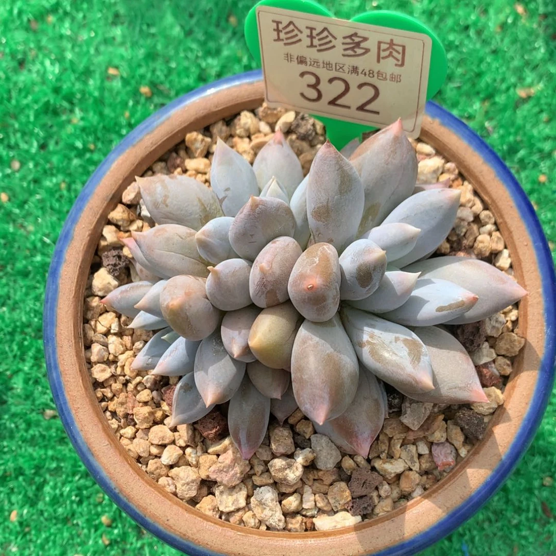 岁***。哥特萝莉彩体母本322