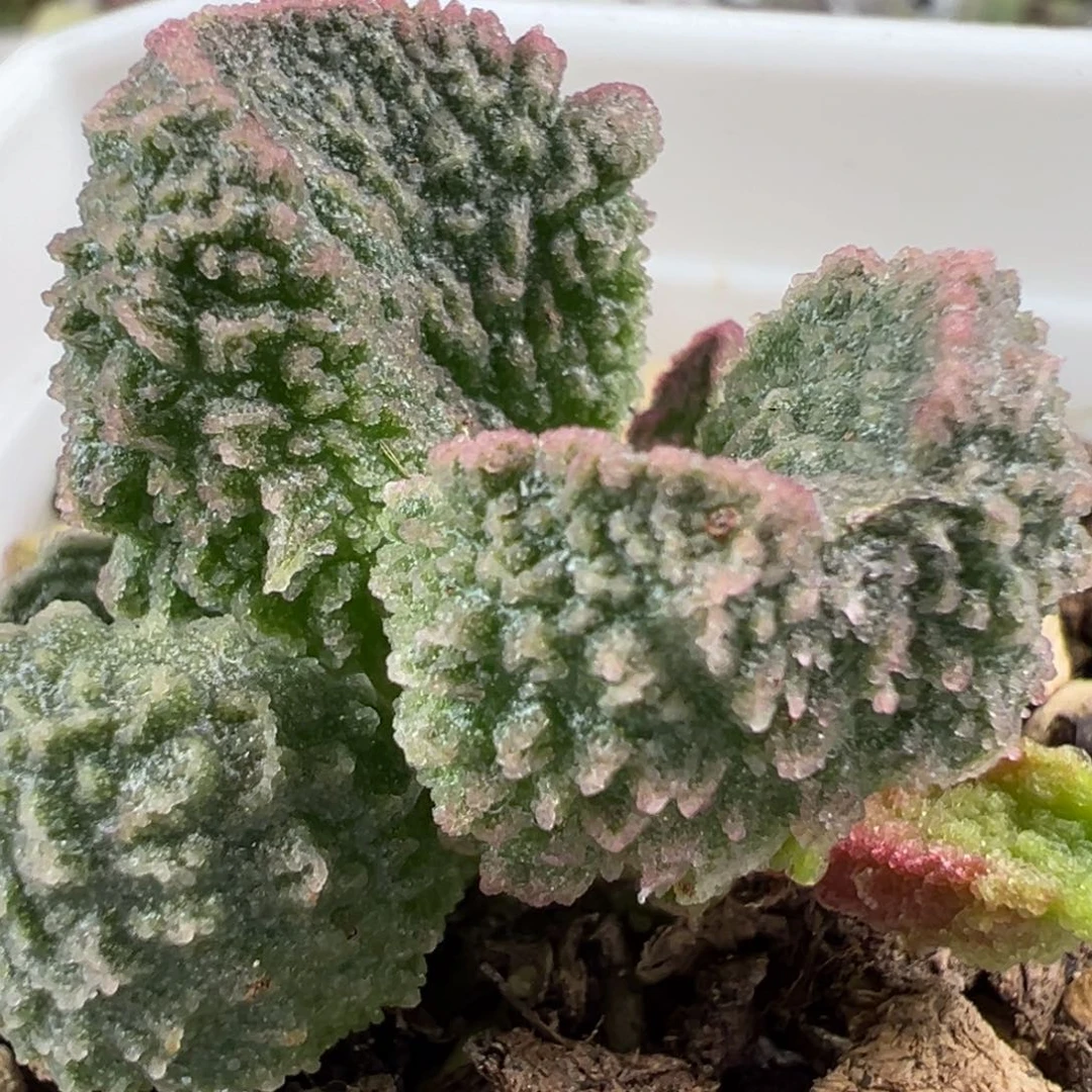 实生新品多肉植物水泡多肉植物