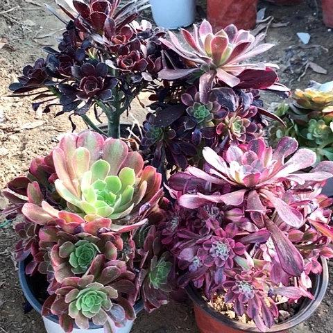 4棵玫瑰玫瑰玫瑰