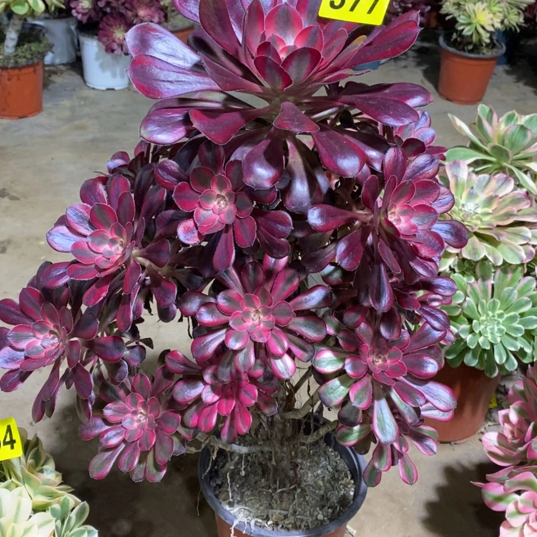 香奈儿红色多肉法师377