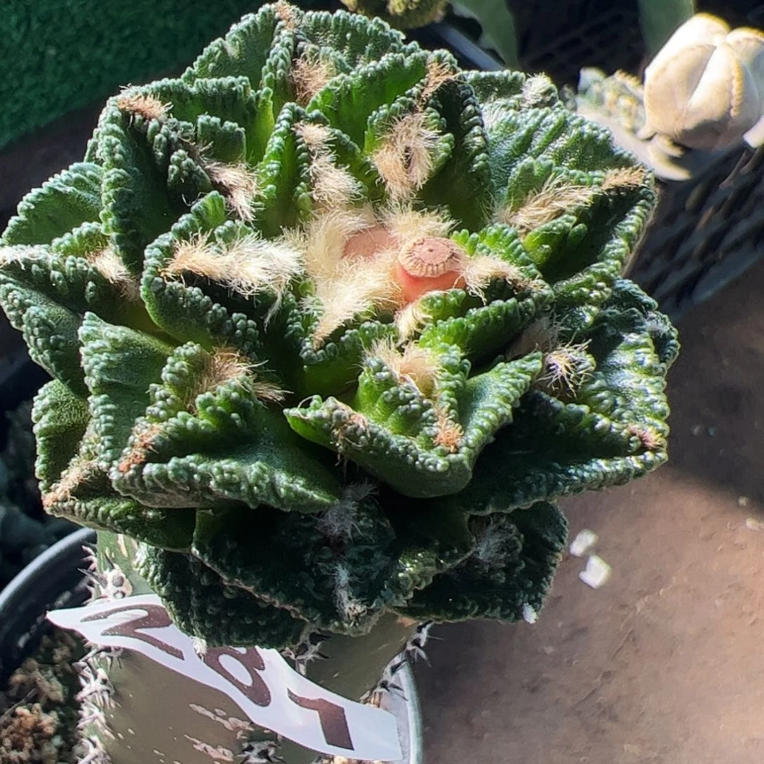 无花朵隔尤辛顿牡丹281