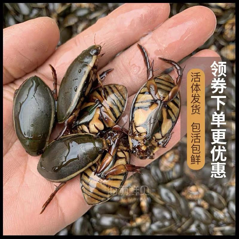 野生金边龙虱鲜活新鲜水蟑螂东北水鳖虫射尿龟昆虫顺丰活体发货
