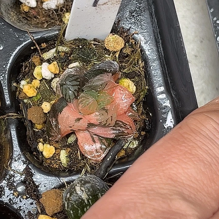 9赤斑玉露锦脱土发货