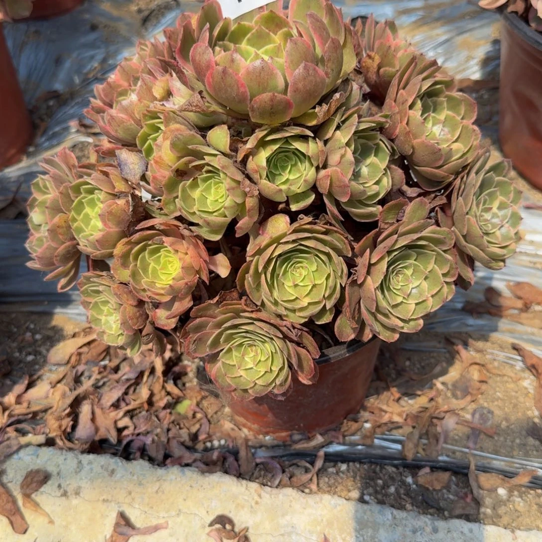 622粉花妖。多肉植物