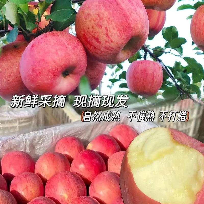 洛川红苹果来了,口感又脆又甜,轻微酸口,新苹果散称9.8一斤新鲜