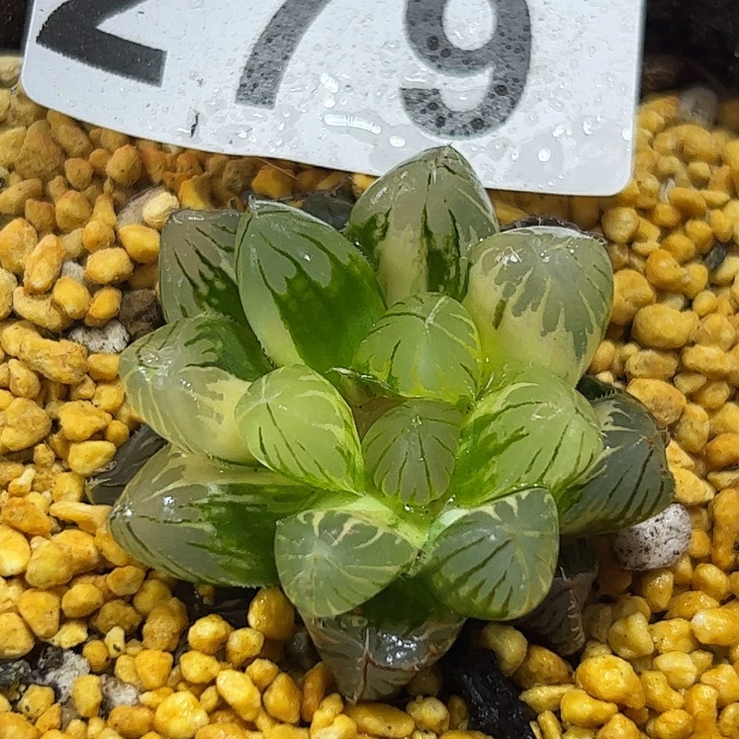 霓虹灯锦十二卷多肉植物