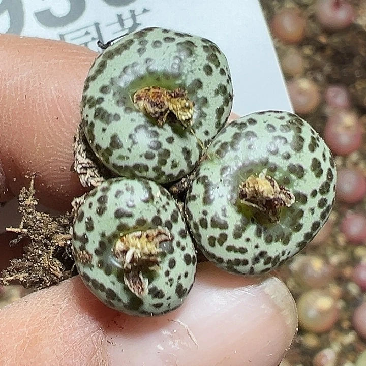930号安贞多肉植物