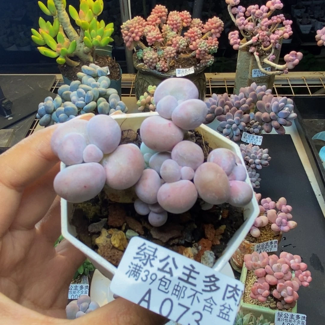 073橙奶多肉肉4cm