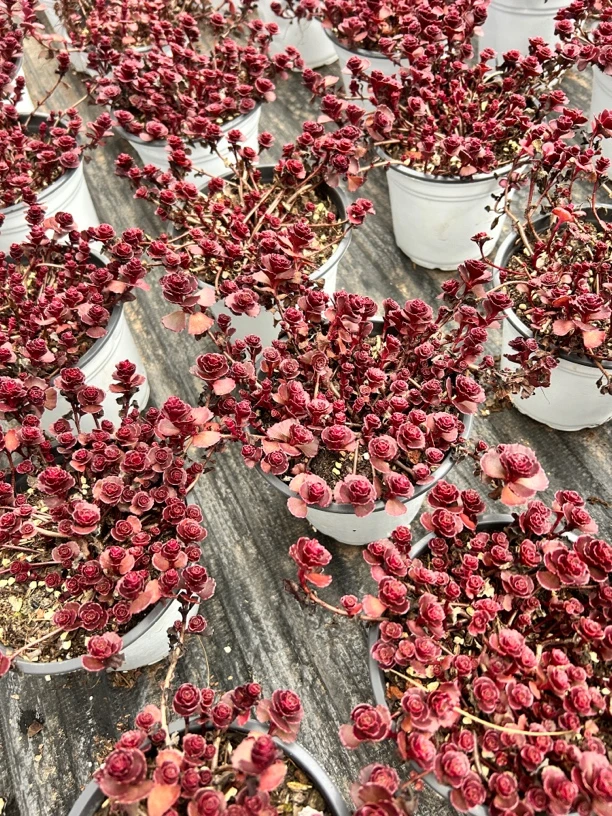 小球玫瑰  玫瑰花型 垂吊型多肉全场满18包邮