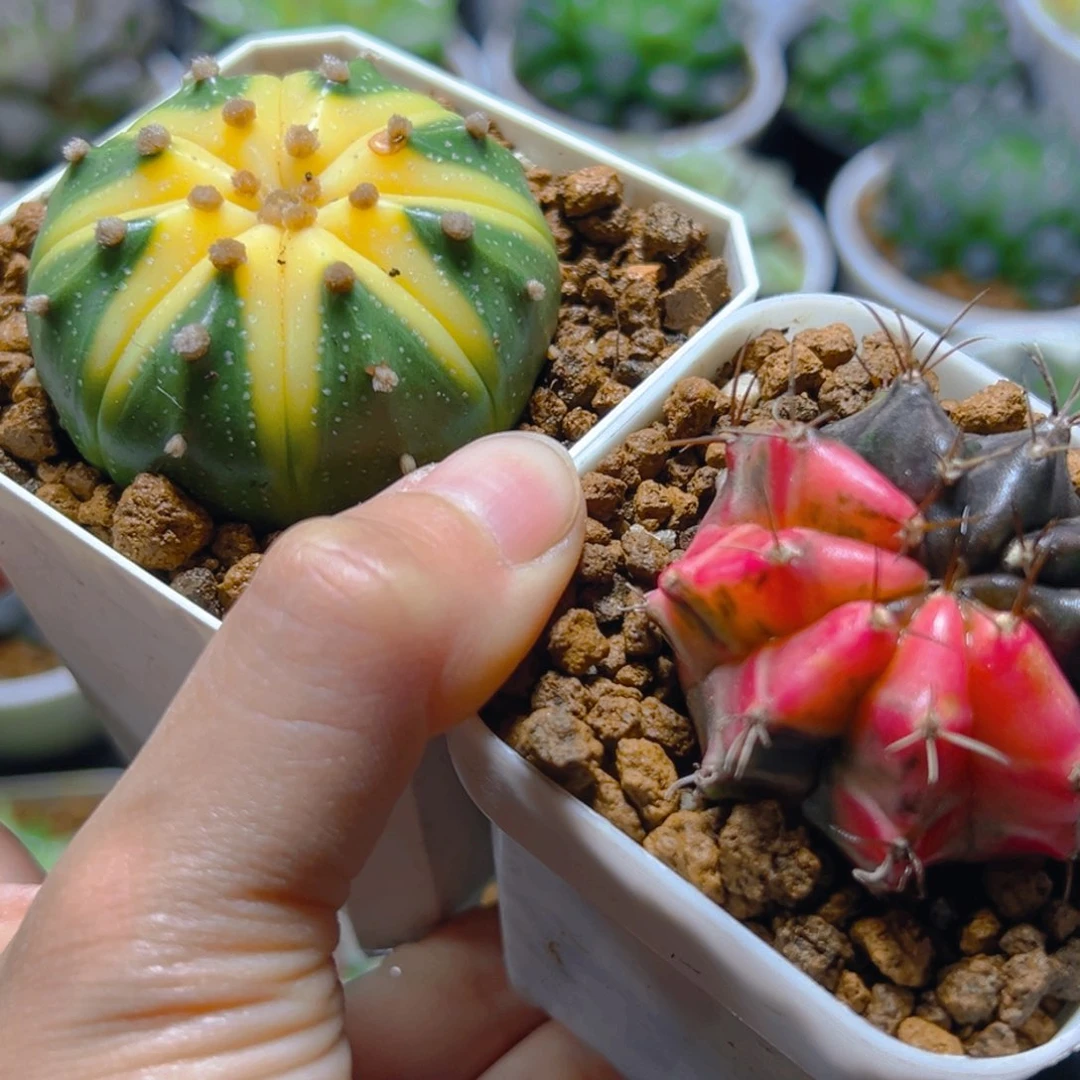 星兜锦+肋骨牡丹