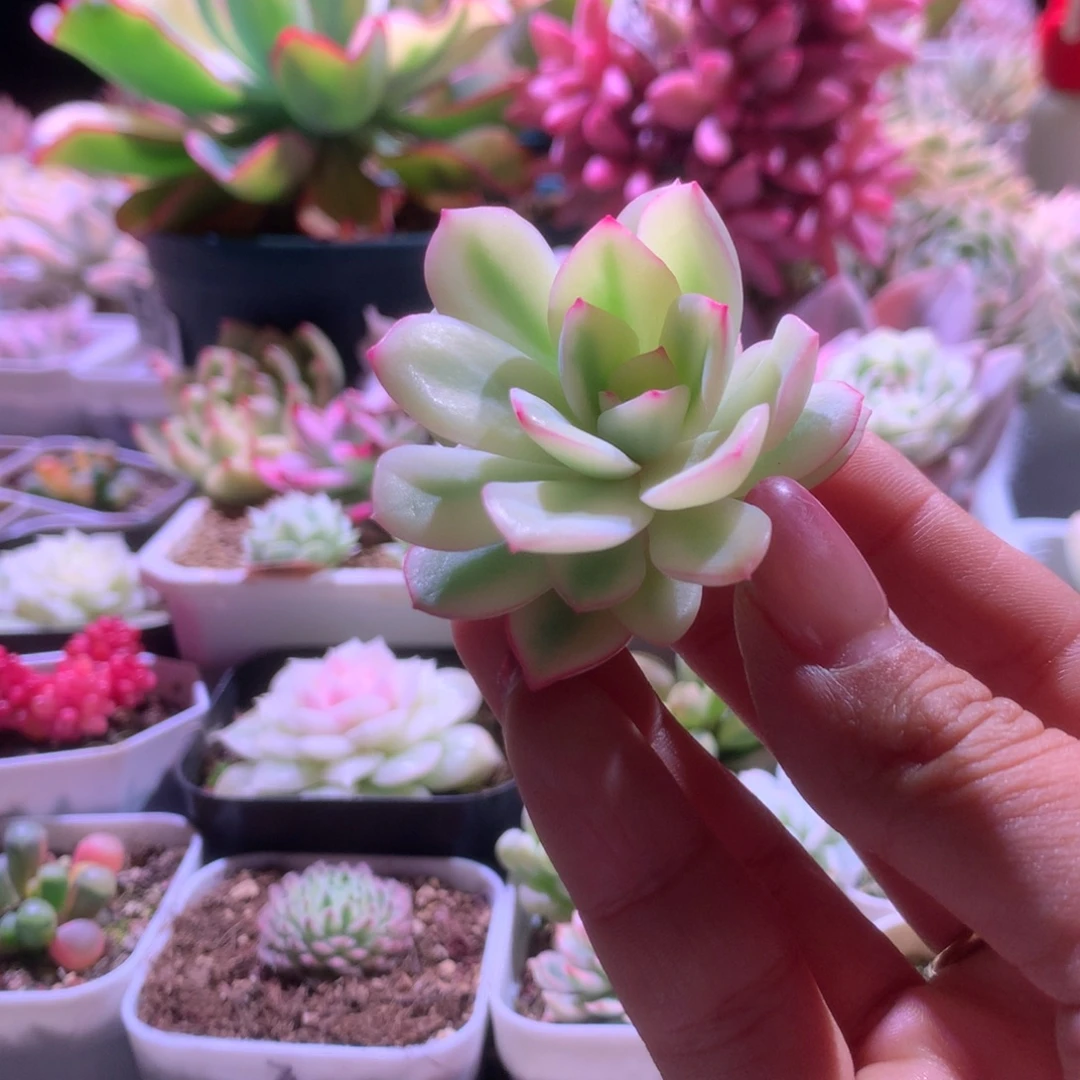 雨燕座覆轮锦砍头有杆子
