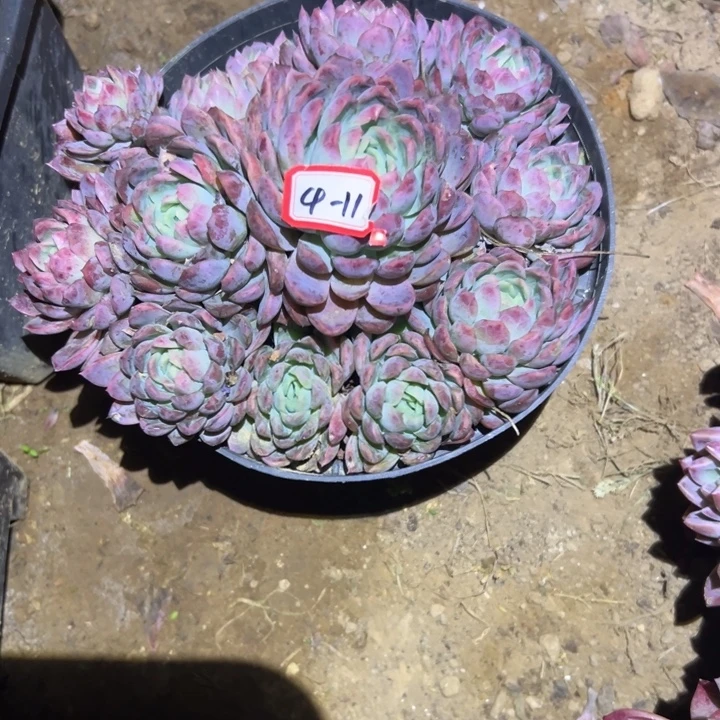 精品多肉植物老桩