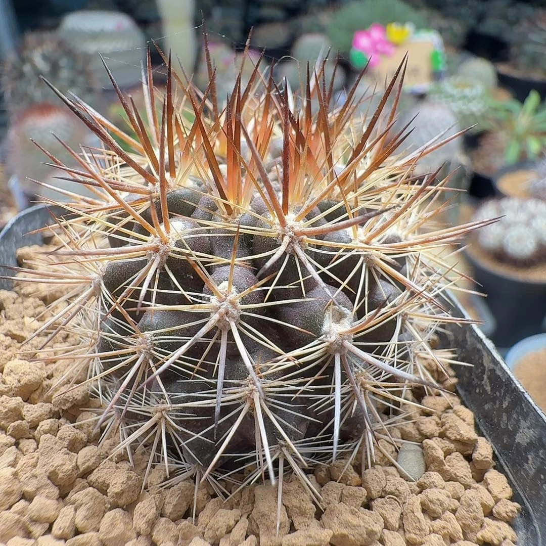 实生智利脱土发货