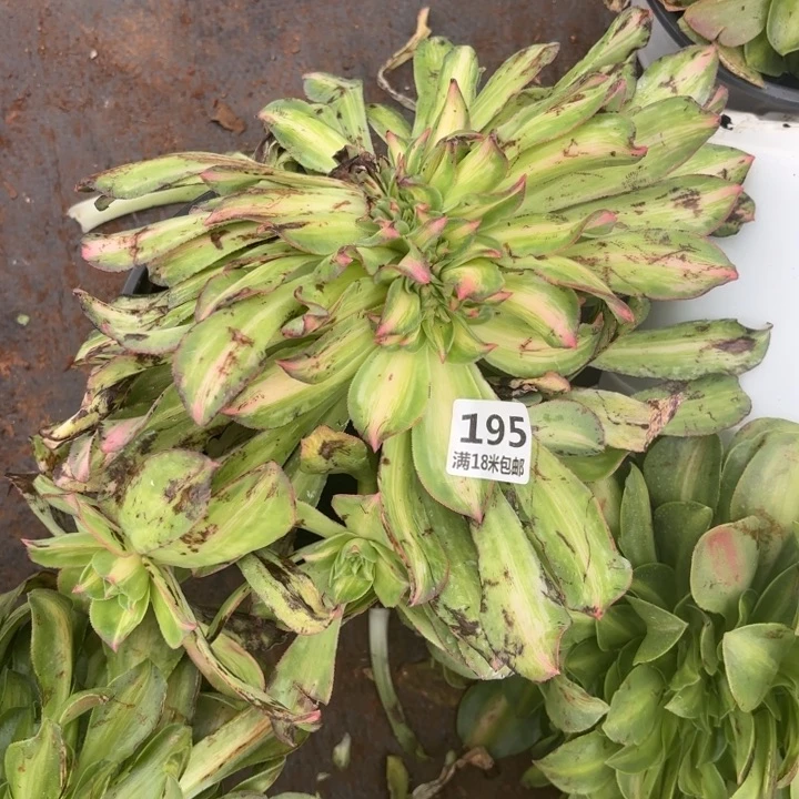 @***子195幻影缀化诺米多肉法师锦不包侧枝断枝