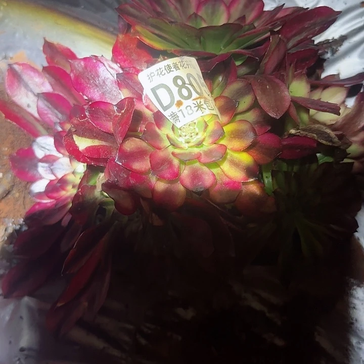 多肉 粉体内积多肉法师