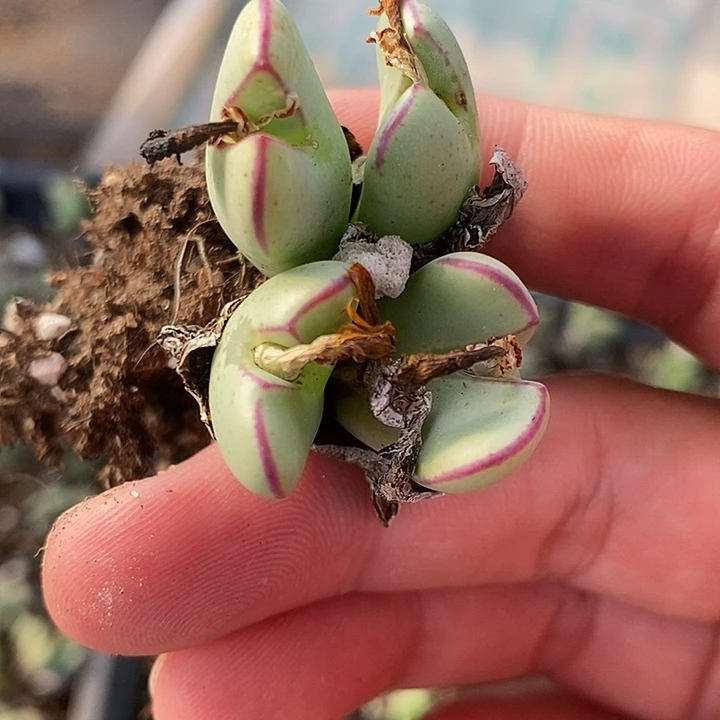 363红边少将一群。