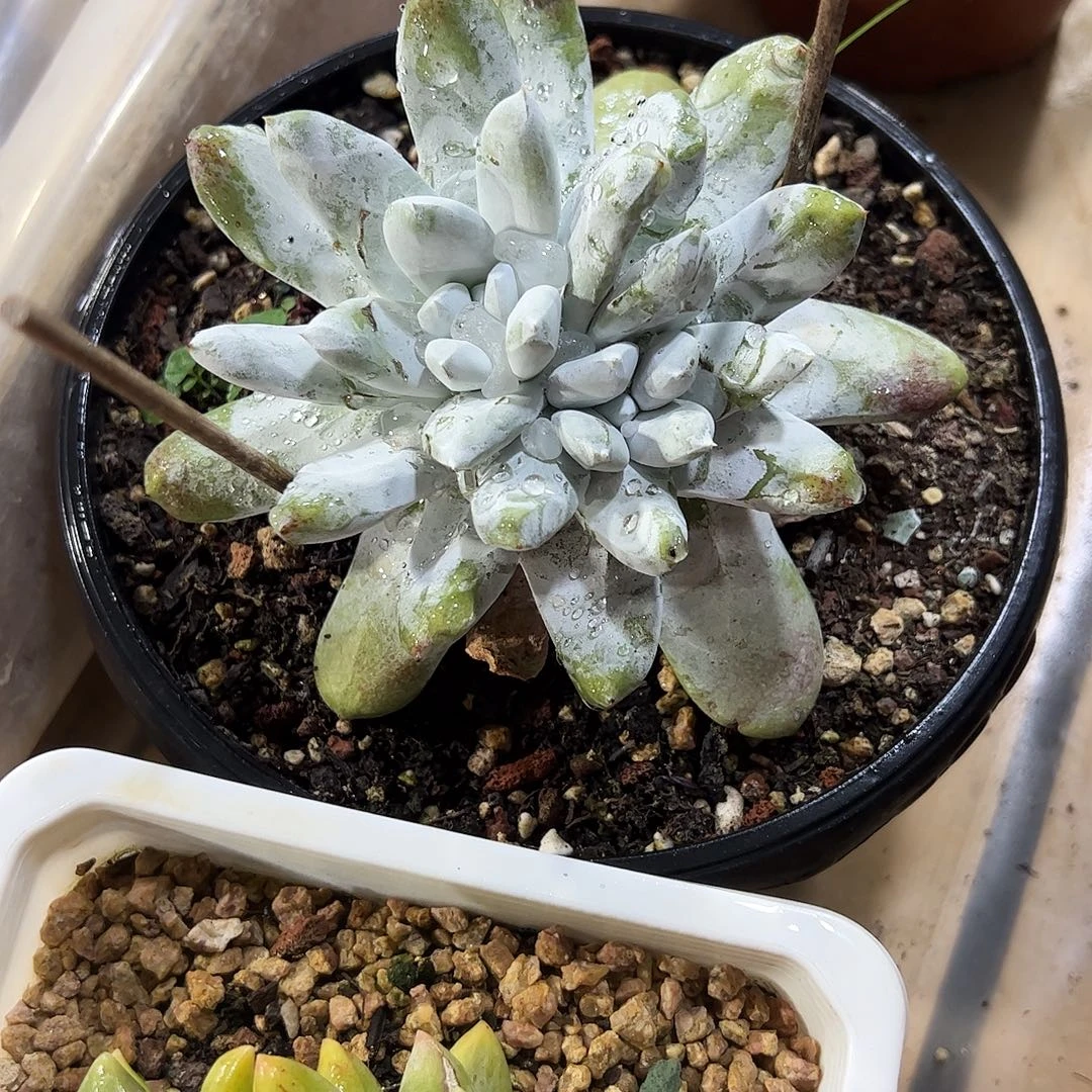 拇指老桩多肉植物