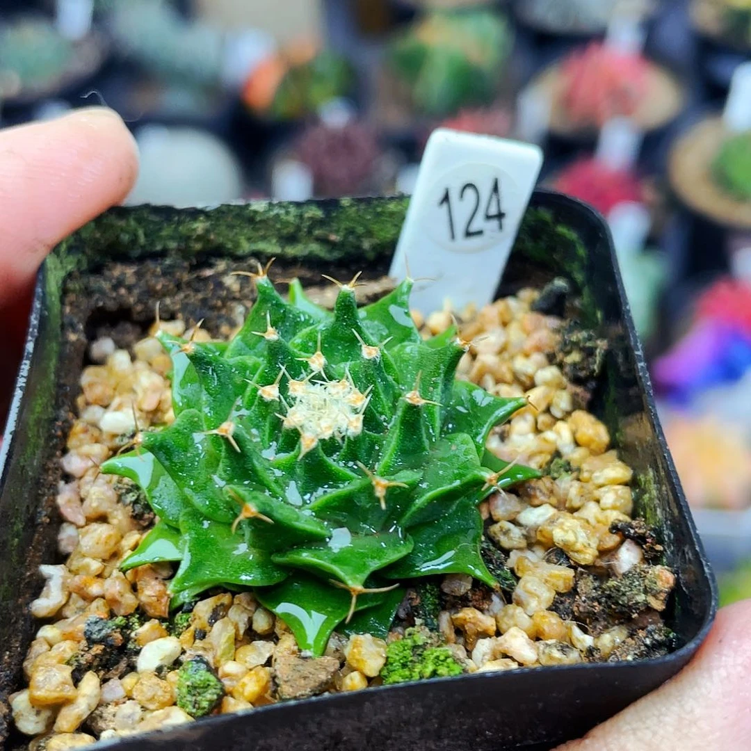 非偏远地区满25包邮仙人球