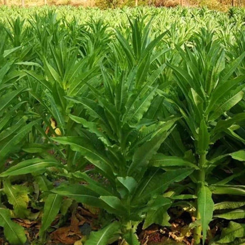 【全店任意挑选满8包包邮】贡菜种子响菜山种籽蛰菜种子山哲菜籽