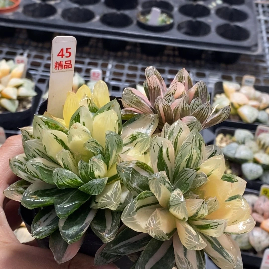 45号苏锦多肉植物群