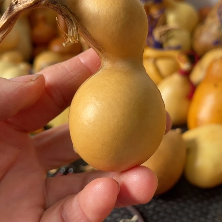 海***天葫芦哈哈哈哈哈哈哈哈