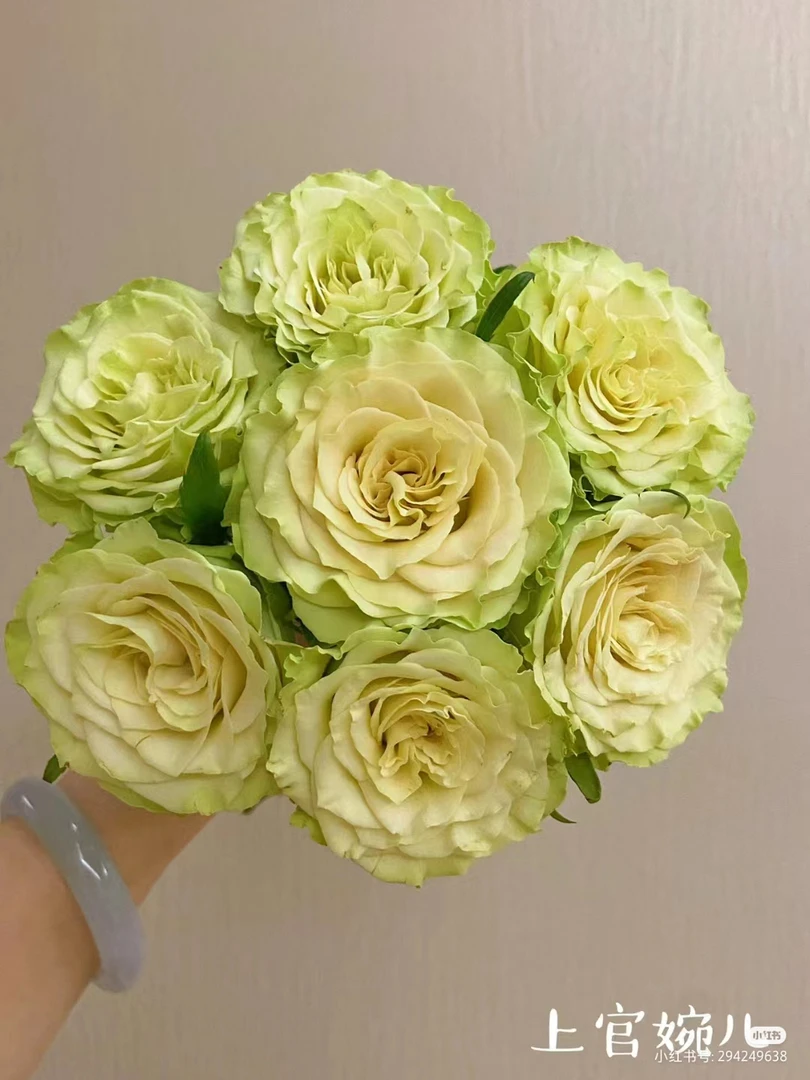 【教师节套餐 】上官婉儿玫瑰10支+绿毛球5支+黄英一把