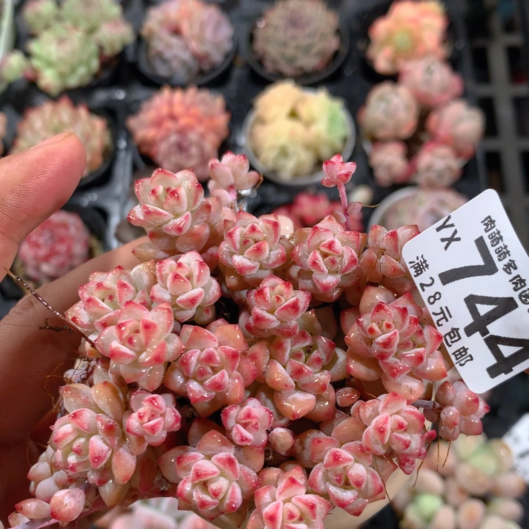 5CM拇指盆精控多肉YX744