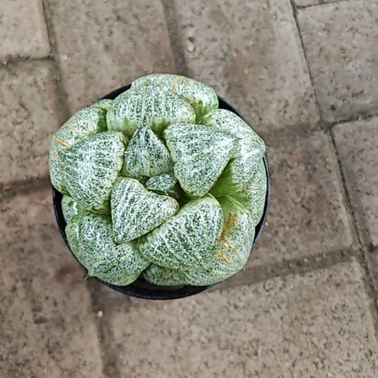 翡翠白银一颗多肉植物