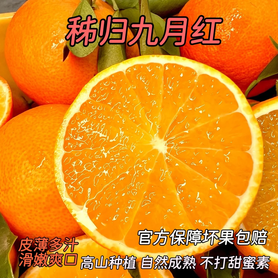 秭归九月红果冻橙脐橙爆汁当季水果10斤橙子产地直发皮薄爆汁化渣