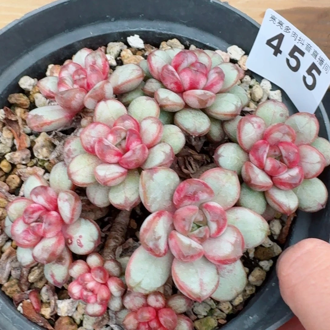 葡萄老桩         精品多肉