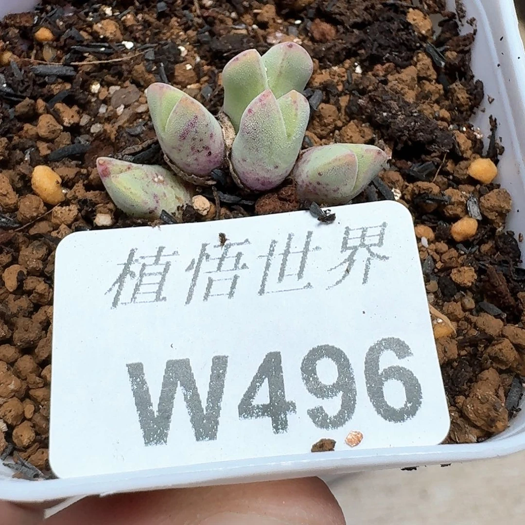 多肉植物的植物群