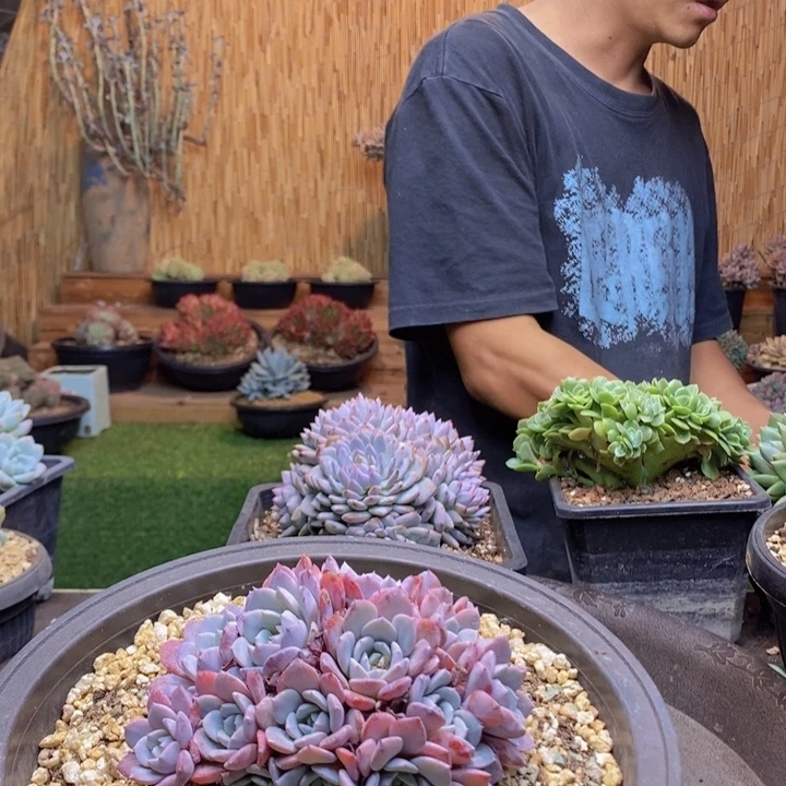 D***n599号海棠花多肉植物