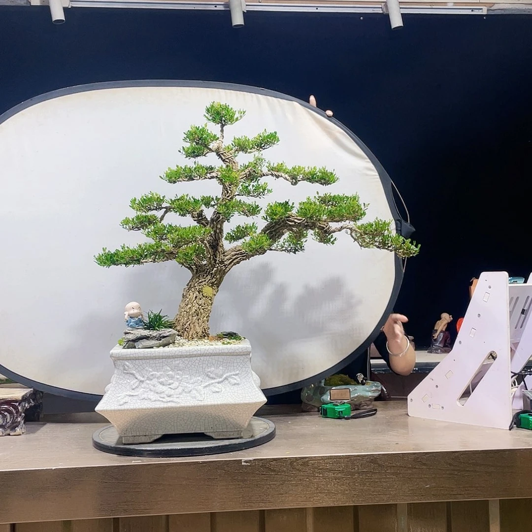 完全开放黄杨盆景四季常青