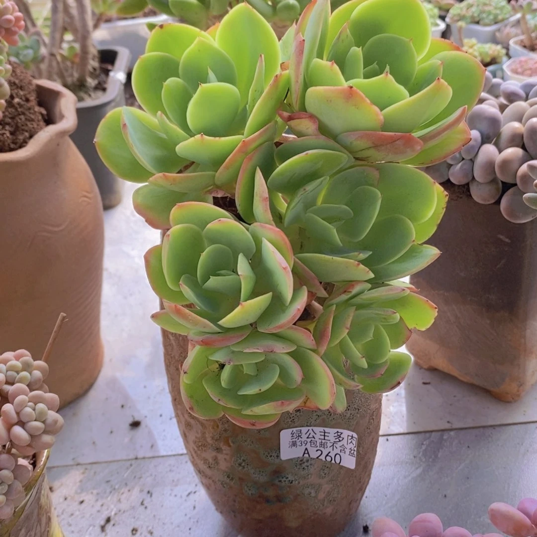 鸡蛋碧桃有砍16cm260多肉植物