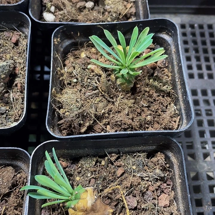 小菠萝2.8带盆土发货