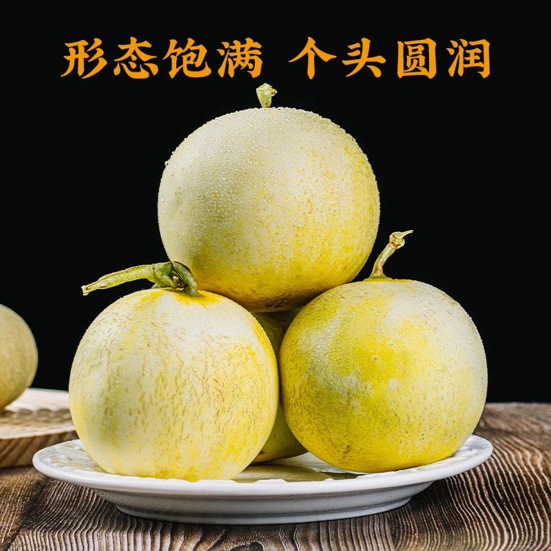 云南郁金香小甜瓜新鲜应季水果高香头茬现摘香瓜蜜瓜网纹哈密瓜