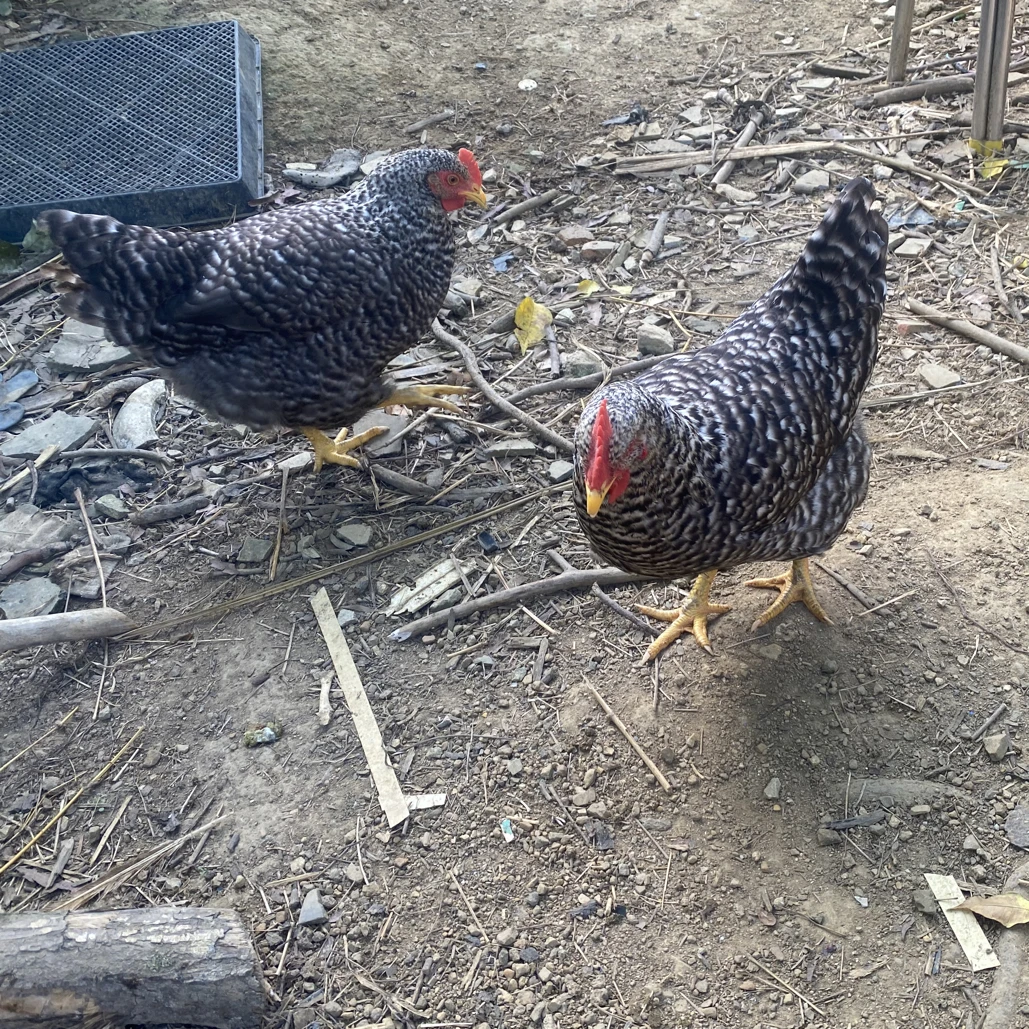黑芦花鸡母鸡2只散养绿壳蛋鸡顺丰包邮现宰现杀发货