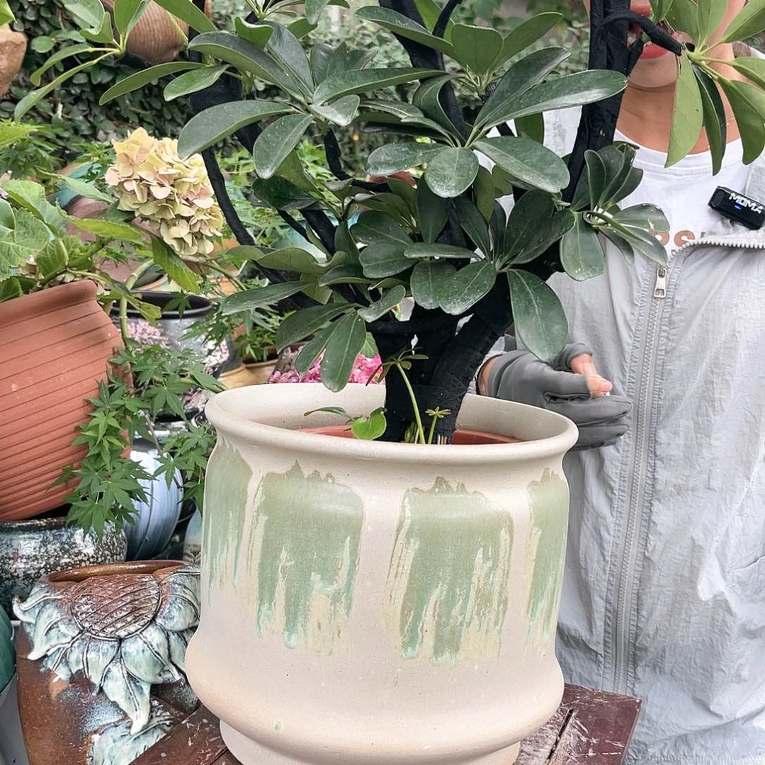 紫砂花盆王嫂花盆直播0528-  好看 高24口25