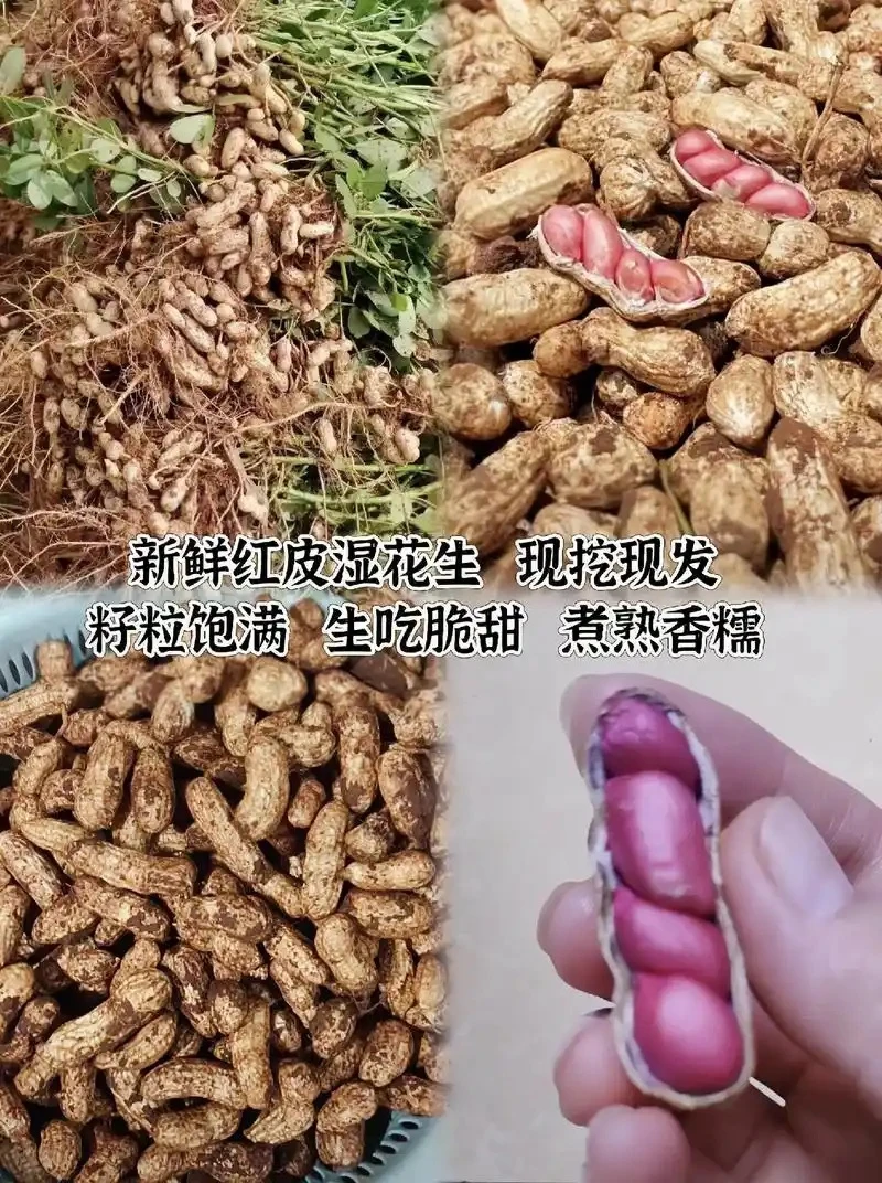 新鲜现挖带壳带泥红皮湿花生可水煮农家自种