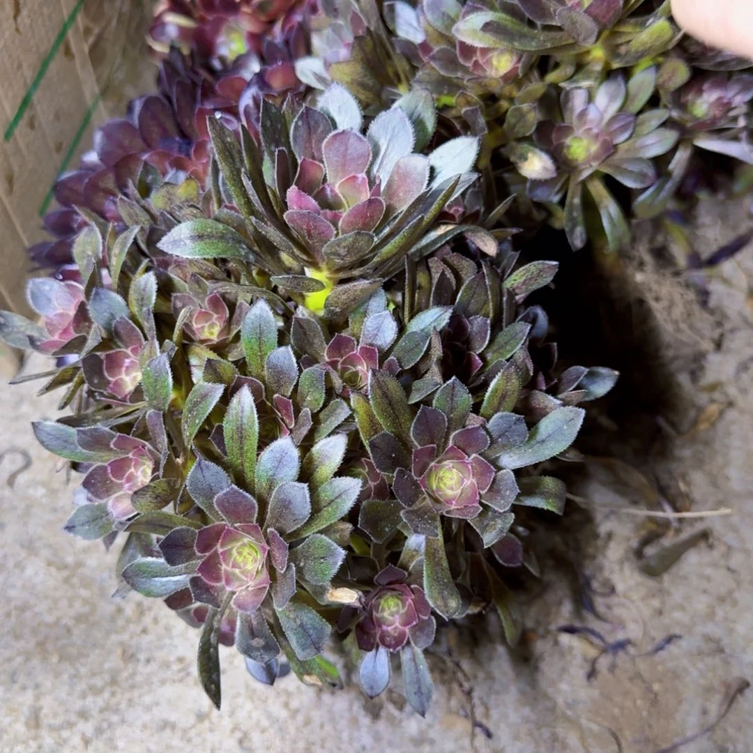 灰法师啊啊啊满20包邮