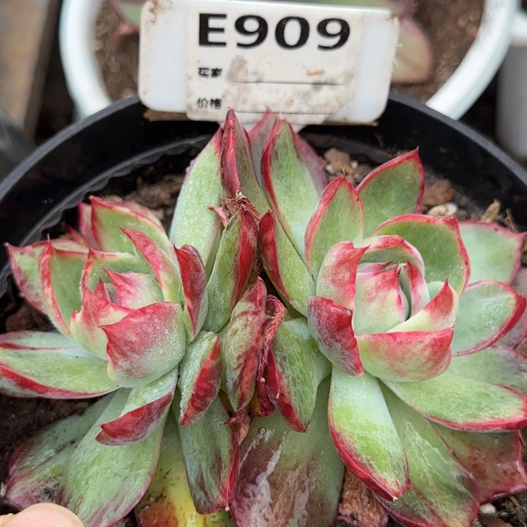 惊鸿一物一拍包装收缩花旱909