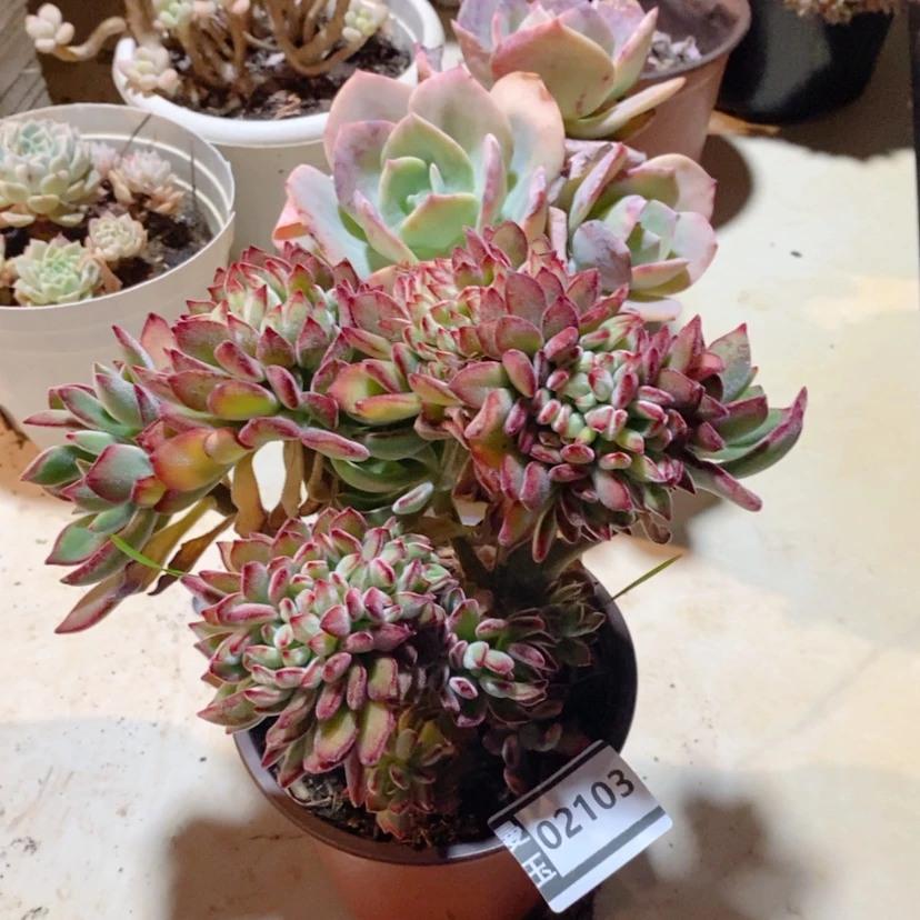 【闪购商品】红兔儿缀02103