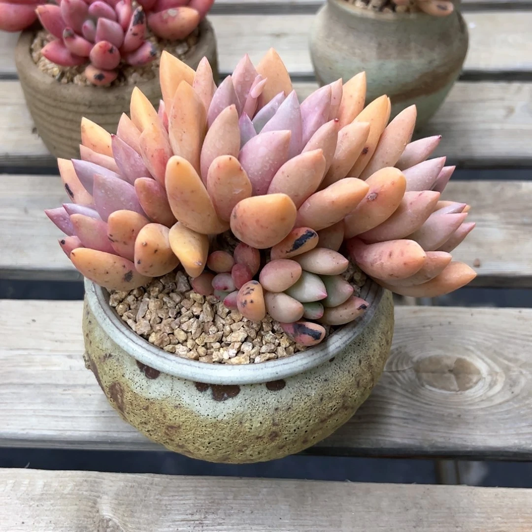 桃花源18 零零多肉植物